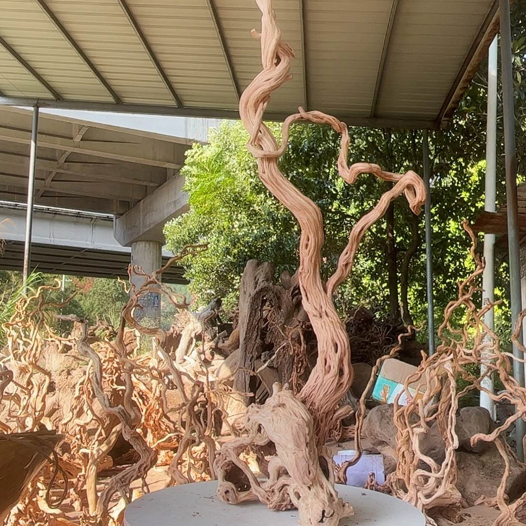 用***8香榧木我们一起加油