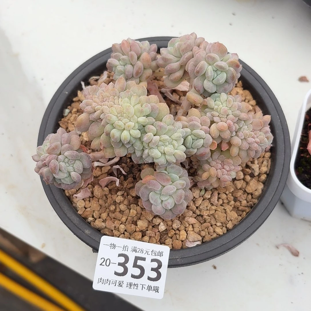 橙梦露缀化无盆土发货无盆