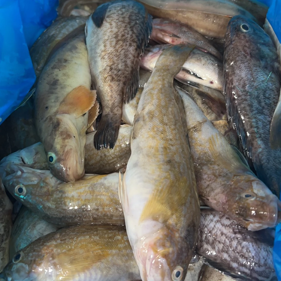 大连小船野生黄鱼，四斤速冻发货