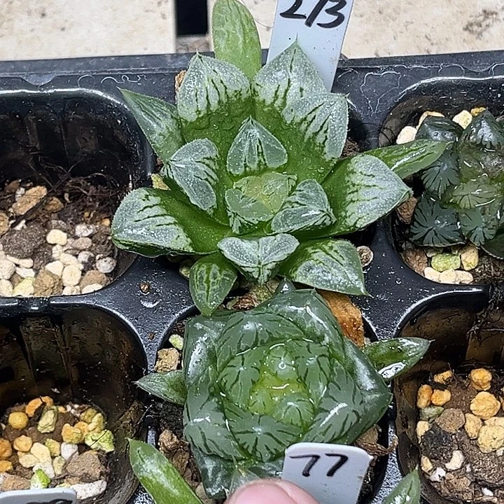 273爱心寿+巨大化变异龙鳞玉露脱土发货