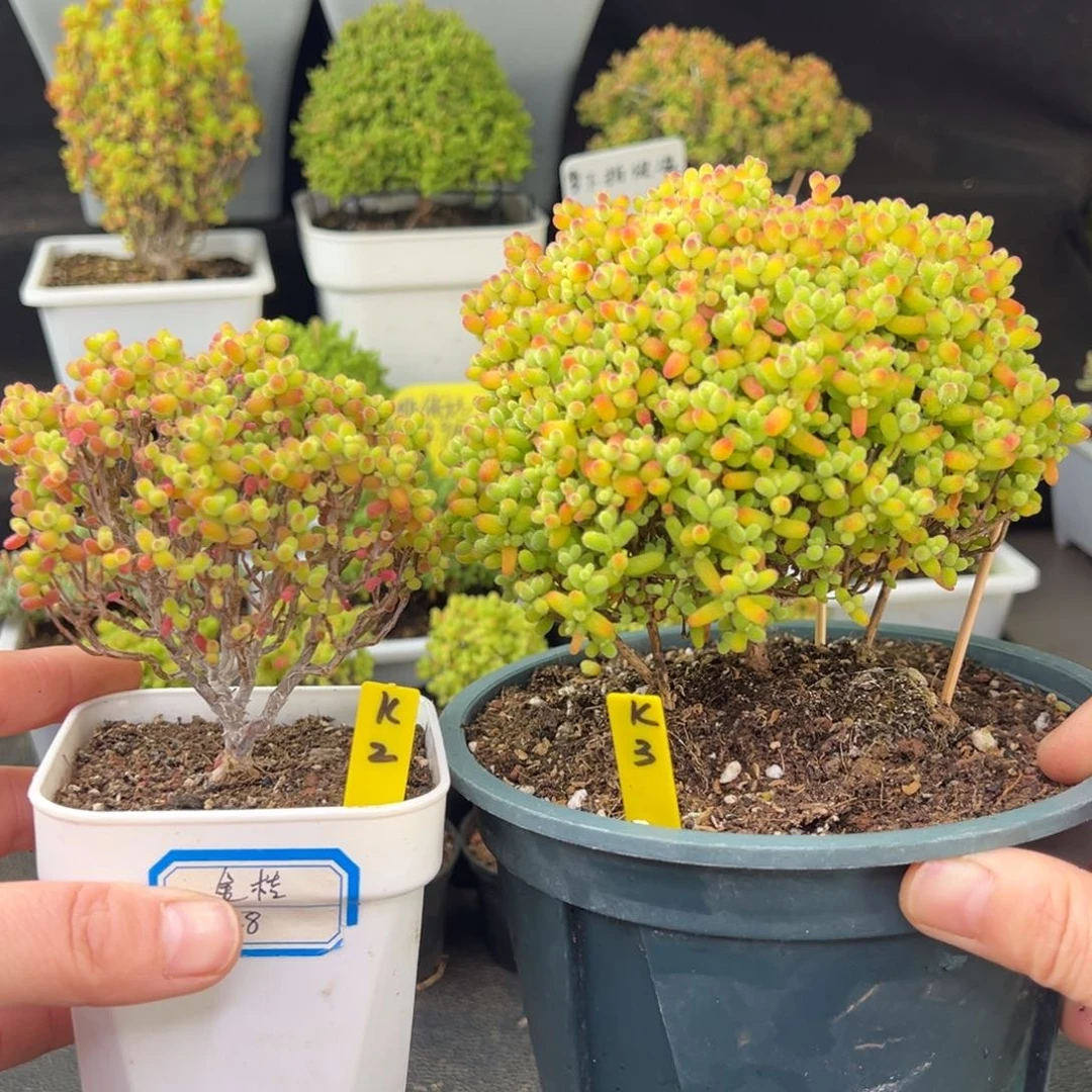 ?****?金桔带盆带土发货