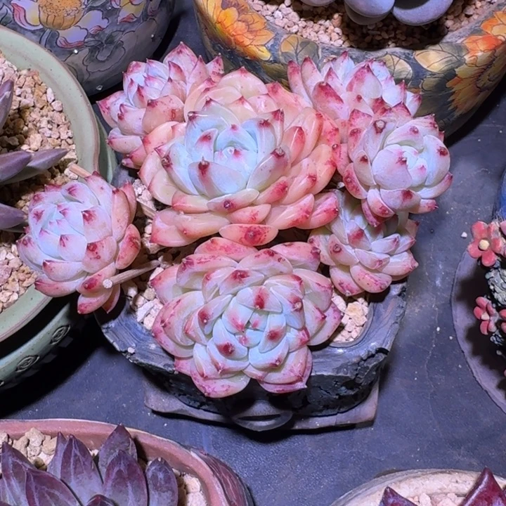 白拉糖 群生 一物一拍