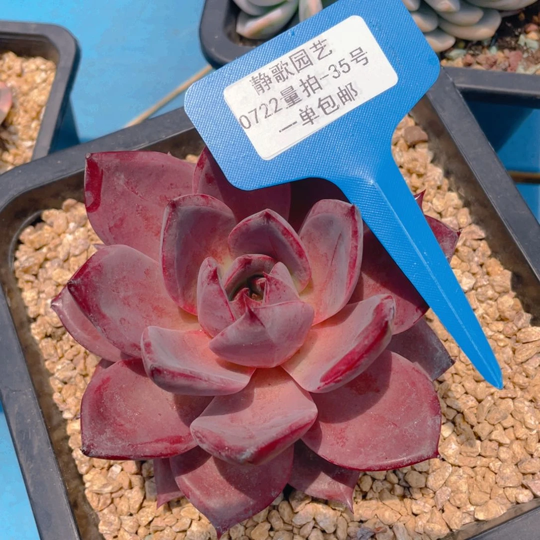 0722-35-精控红糖卡大单头一棵量拍