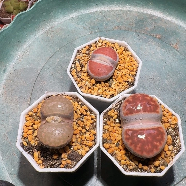 雨***點生石花3:：：：。  28号