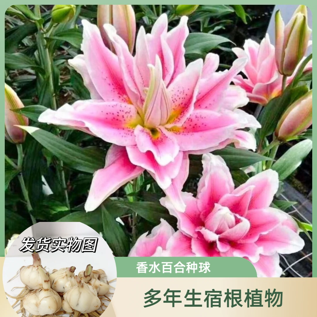 香水百合种球四季赏花重瓣花朵阳台庭院高温低温全国春夏秋冬种植