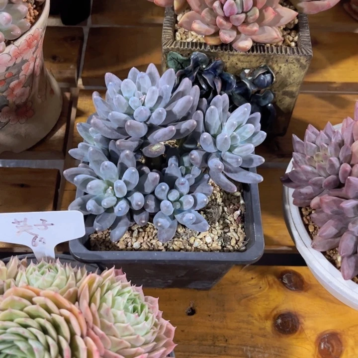 没慕花访，一物一拍。