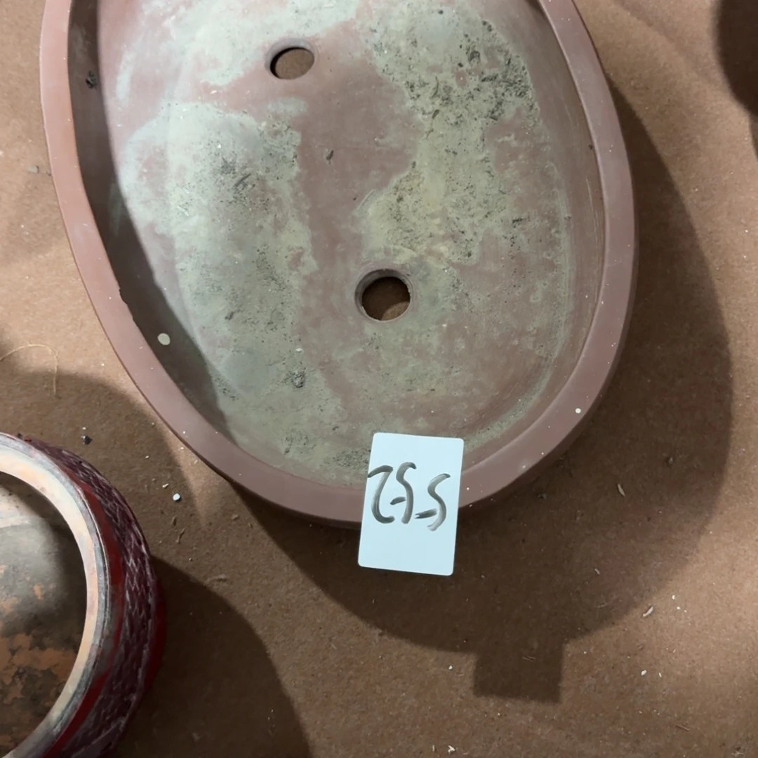 紫***砂杂色豆（科檀/科特迪瓦檀木）