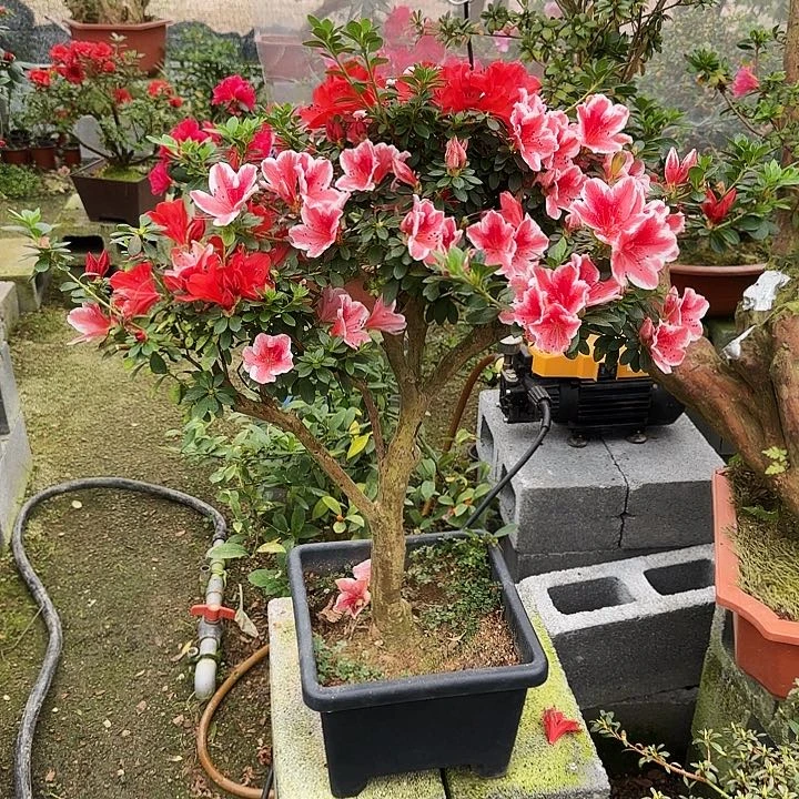 杜鹃和*号杜鹃盆景杜鹃老桩