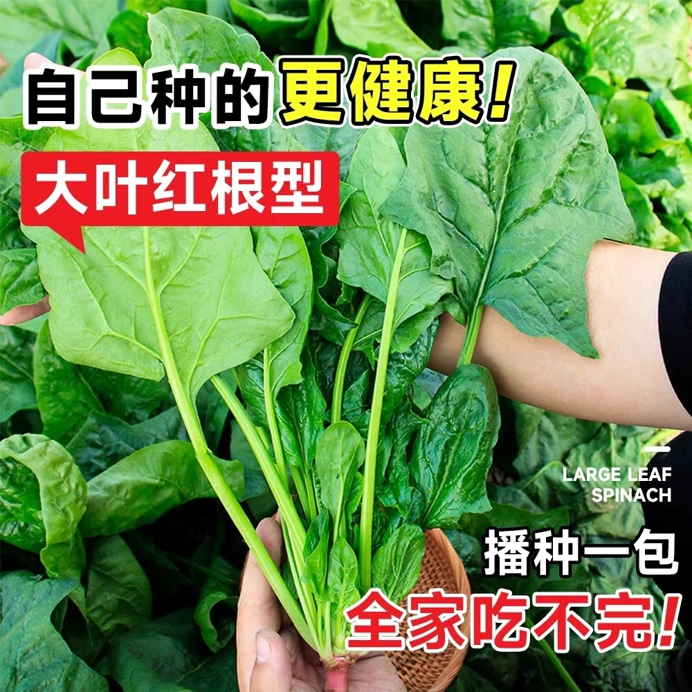 如皋露天菠菜现挖现发（菠菜和荠菜可以拼单）