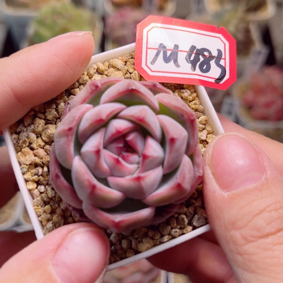 M483一物一拍 冷萃