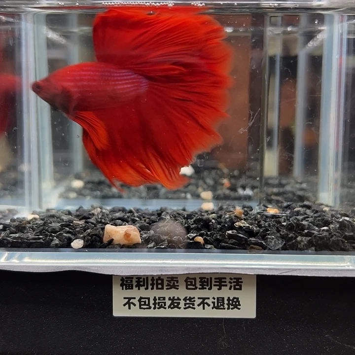 斗鱼竞拍跑单拉黑20日92