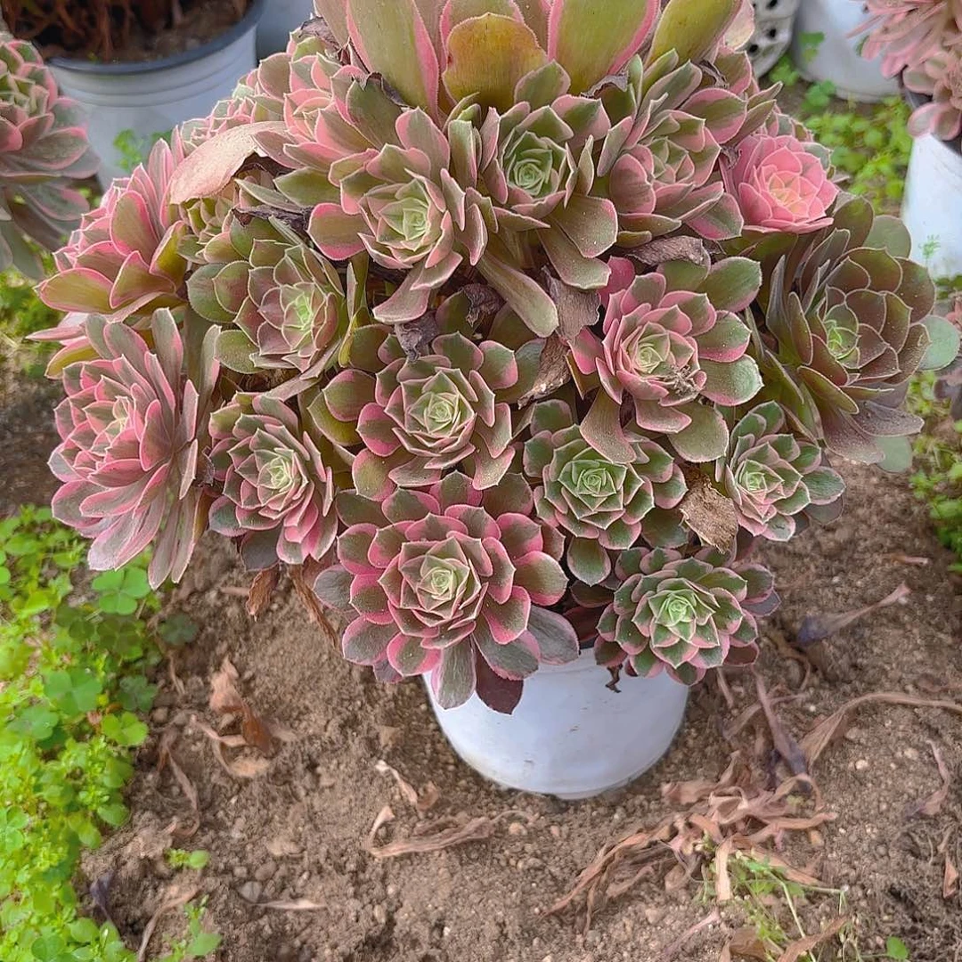 女妖多肉植物五号20