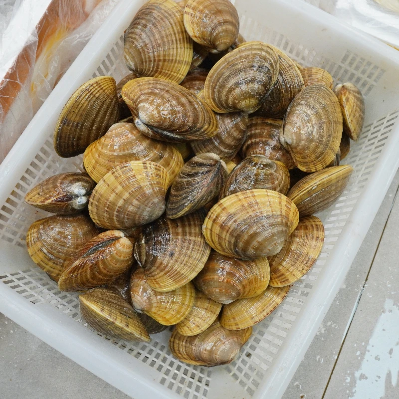 黄贝 肉质鲜甜 【广东省内顺丰包邮】