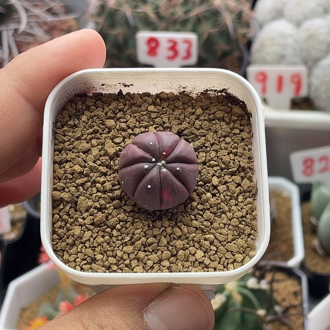 实生紫皮兜锦仙人球