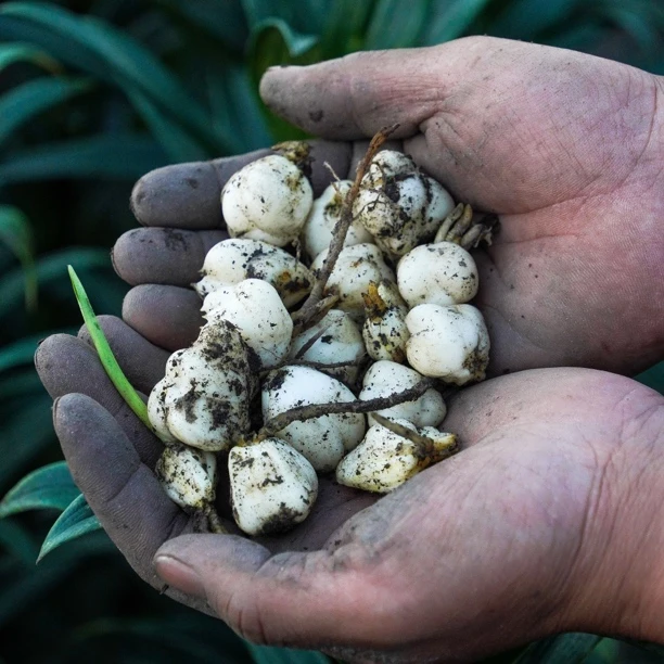 云南腾冲火山灰种植食用蔬菜糯百合种子