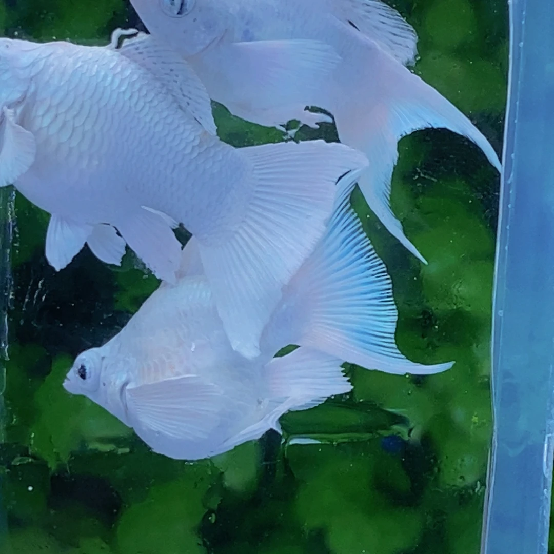 孔雀鱼燕尾瓷白母一公