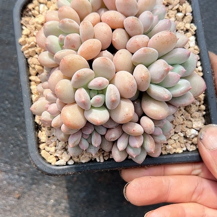 【闪购商品】珍舞奶