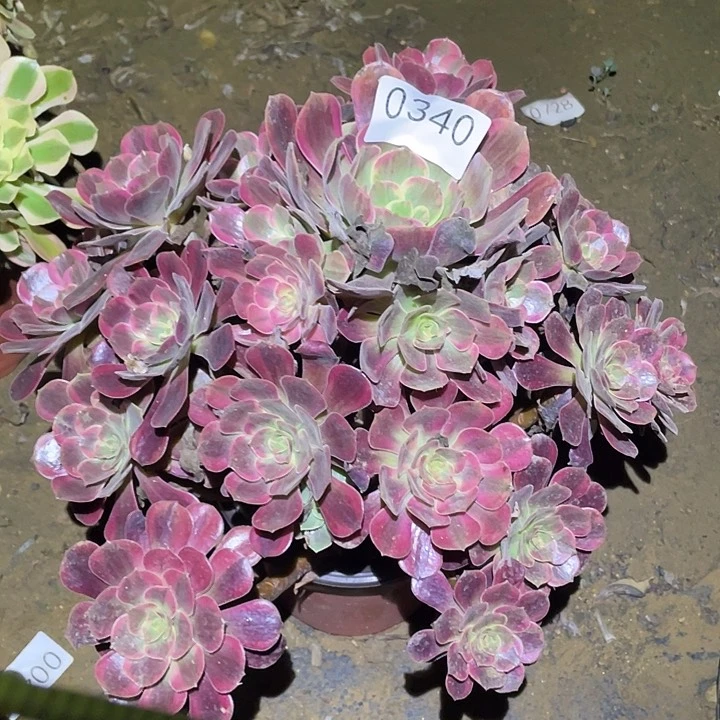 多肉植物法师340欧姿锦