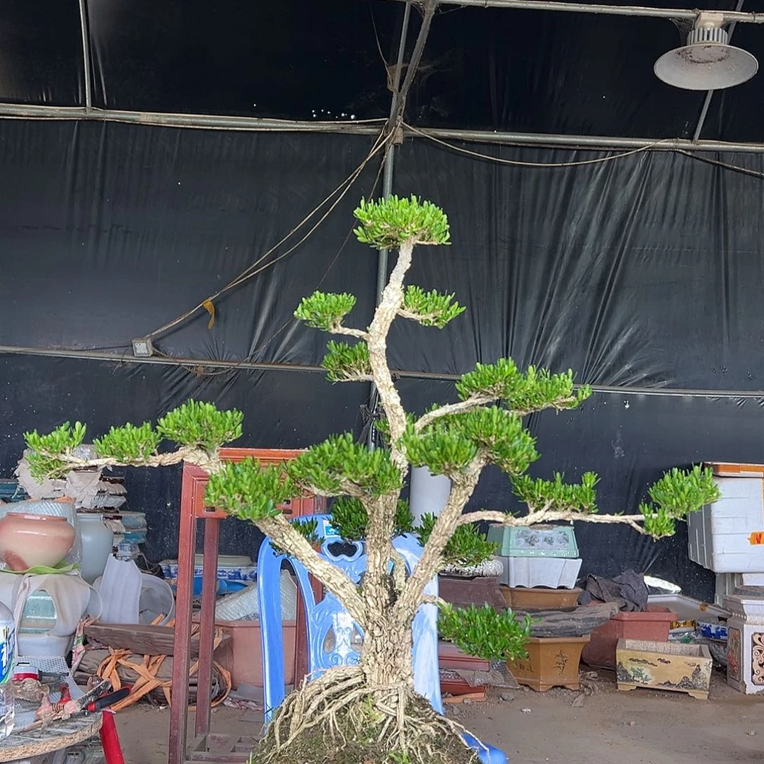 当前无花朵，栽培后可花朵黄杨盆景