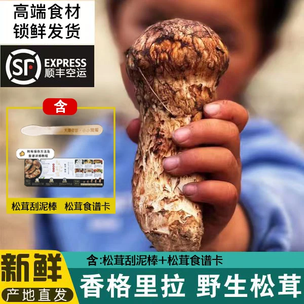 【小茸曜】云南香格里拉新鲜松茸一级未开伞260g/500g/1000g
