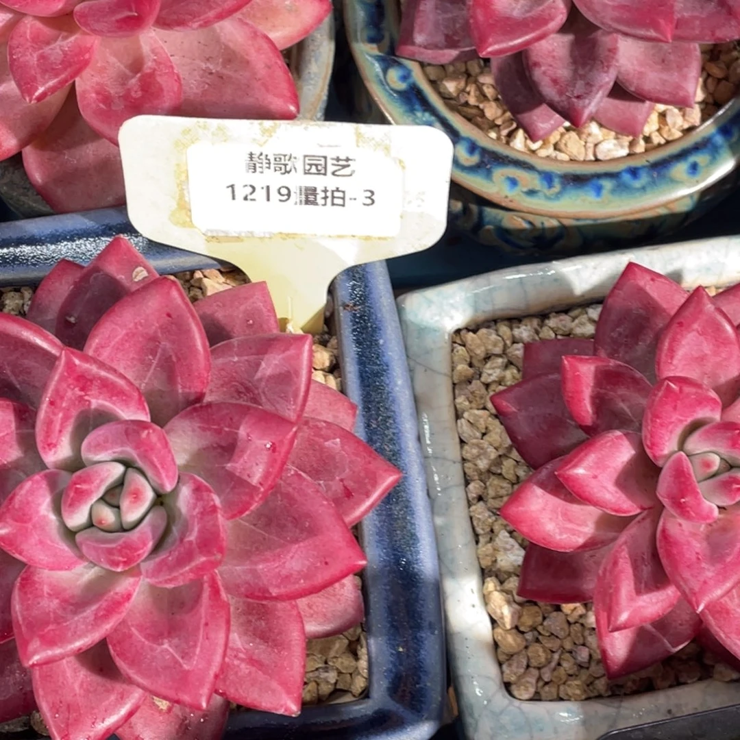 1219-3-赫菲斯托单头一颗