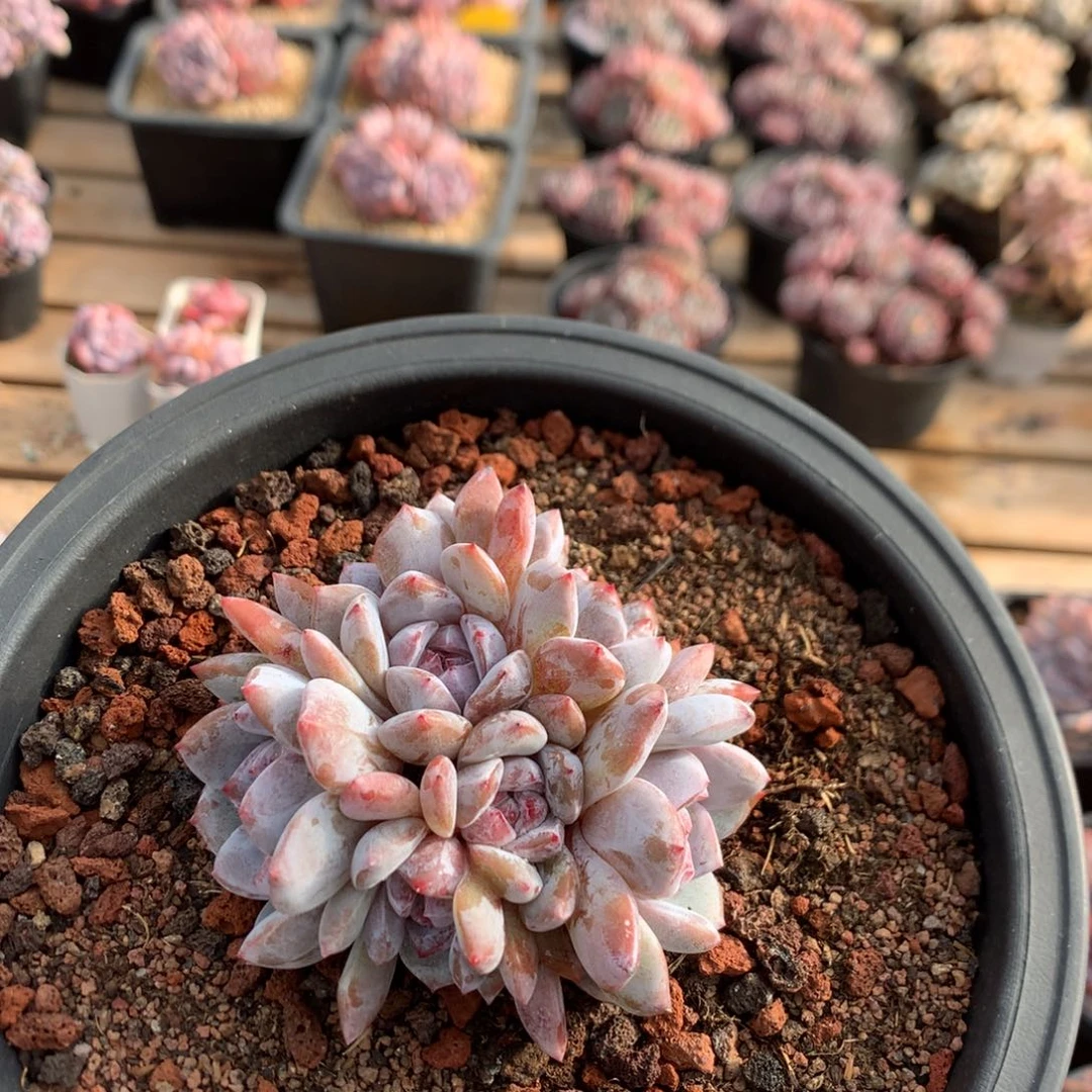 10厘米七头有砍紫皮石榴籽 潜力股 5797