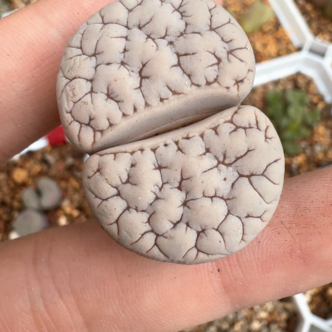 一***灰189拿铁满28包邮嗷