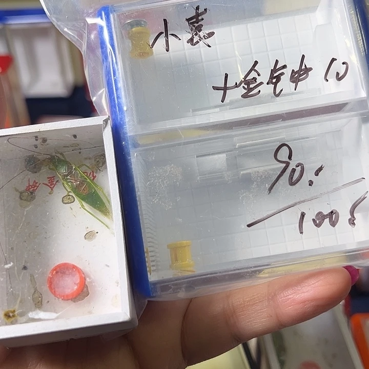 1***袁蟋蟀哈哈哈哈哈哈哈哈哈哈哈