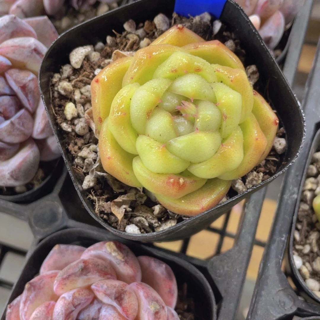 1374号 皮埃拉珍妮单头一个