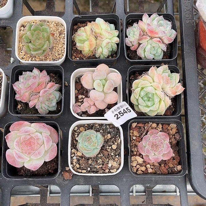 是***呀阿雅园艺。        2545九颗