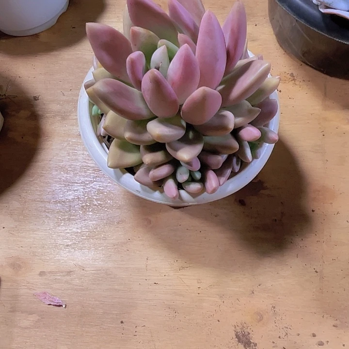 最***柔00000000000000000158