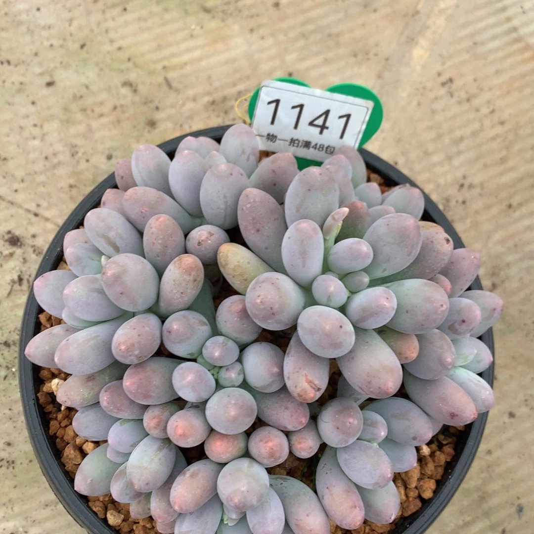 琼***娟大叶汤圆无砍平头1141