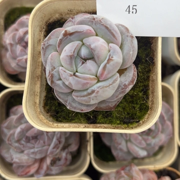 直播N购45呀呀呀雨啊呀呀呀呀呀呀嗨