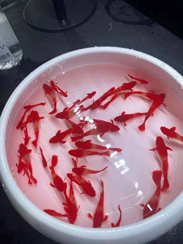 『鸿运当头双分水』精品孔雀鱼 种鱼 带孕 开箱视频报损 入缸后不包