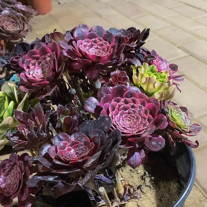 多肉植物111111一组自拍