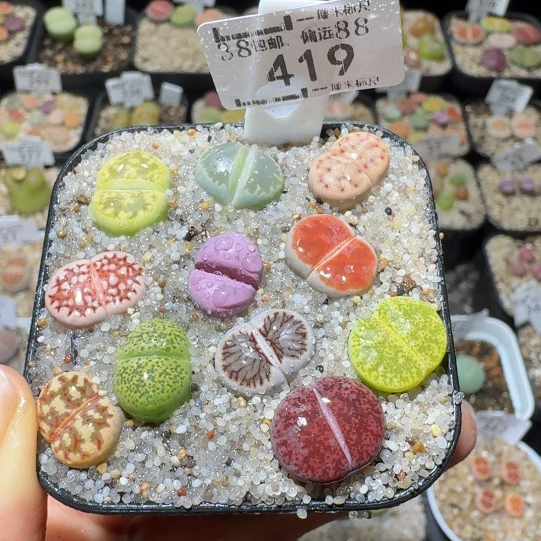 Sss清货便宜出419