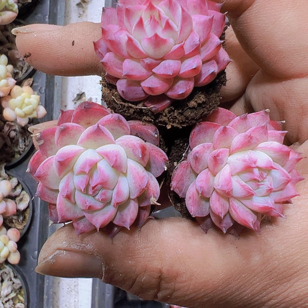 单头梦瑶苗3个19包邮