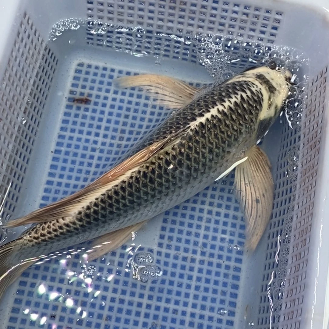 锦鲤冷水锦鲤包邮