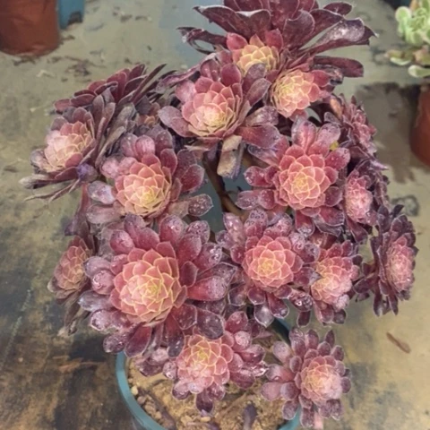 黑桐多肉植物021