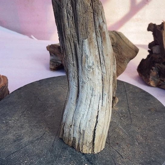 …***…香榧木崖柏崖柏崖柏