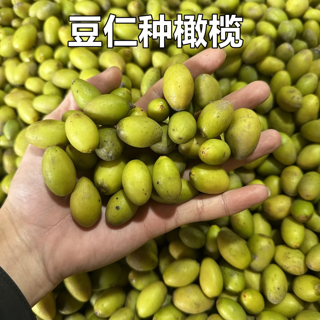 金灶阿源小个豆仁种橄榄脆甘香潮汕本地橄榄生吃一斤装