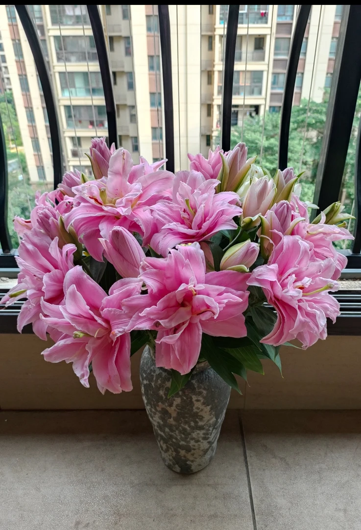 【优尼格】重瓣香水百合云南昆明直发鲜切花家居日常教师节百合鲜花