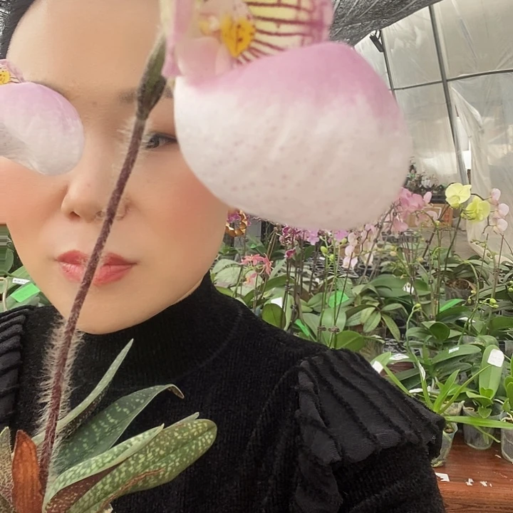 无花朵玉女豆兰蝴蝶兰