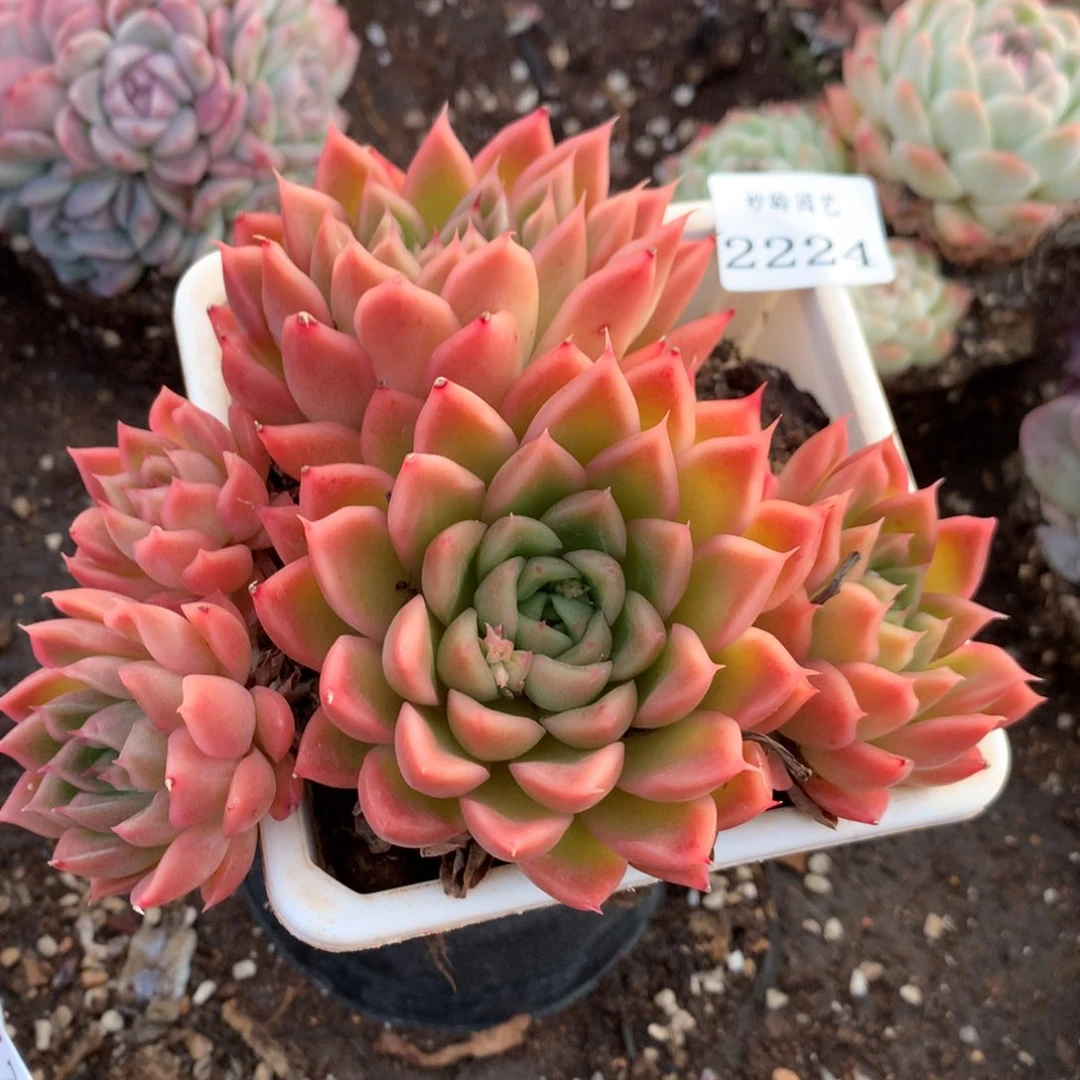 2224新年快乐发发发