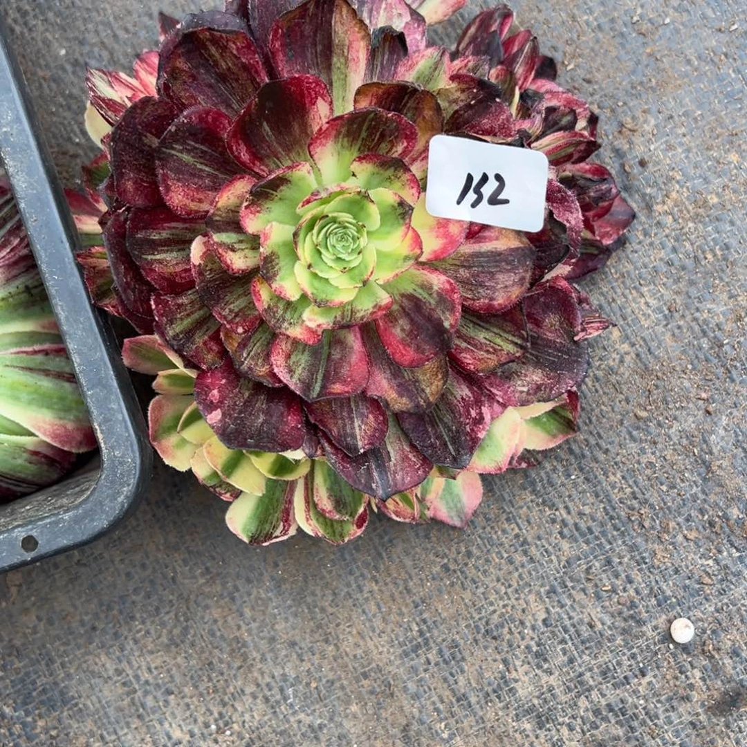 132伯爵无根多肉多肉多肉多肉