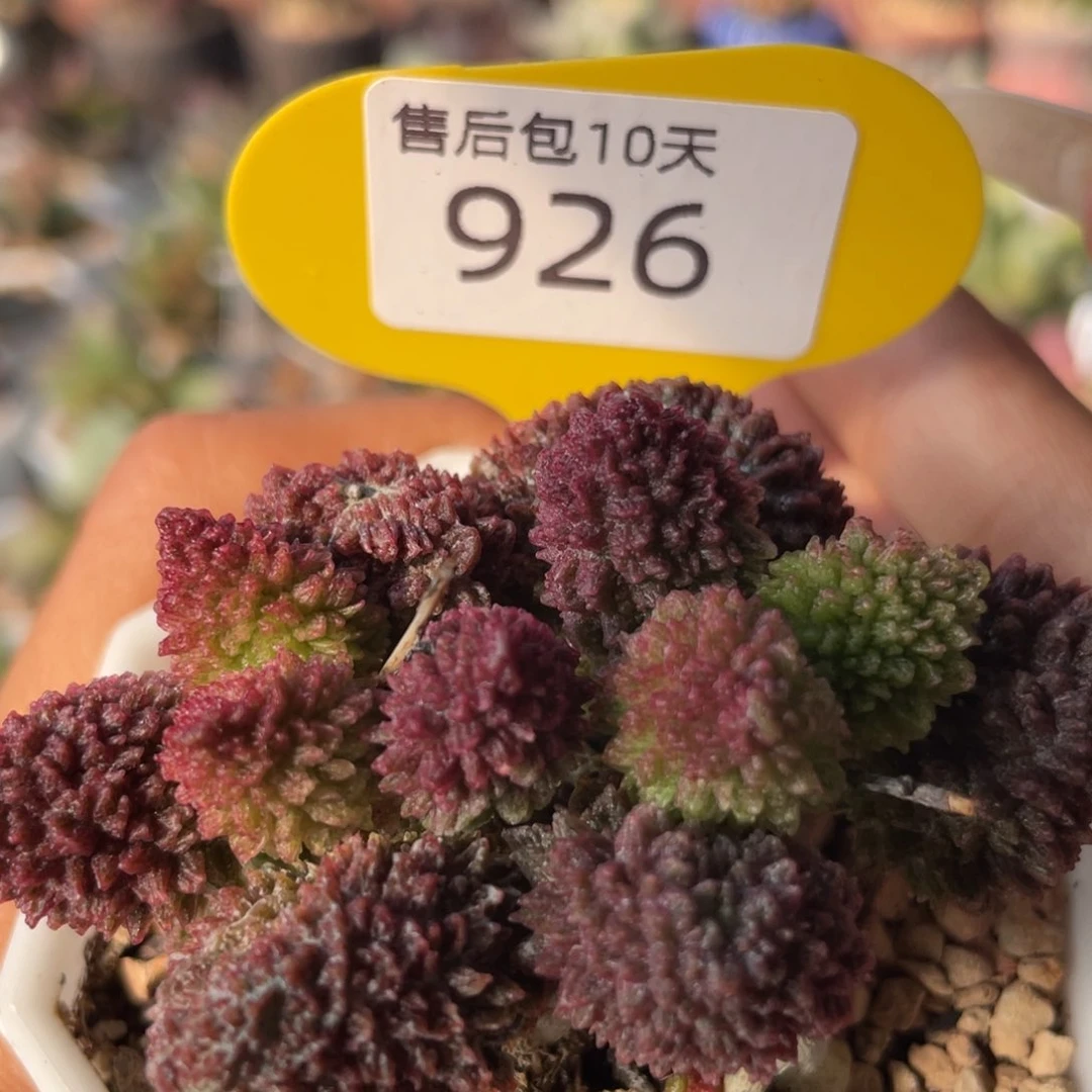 爱***炖    朱紫玉。  926。