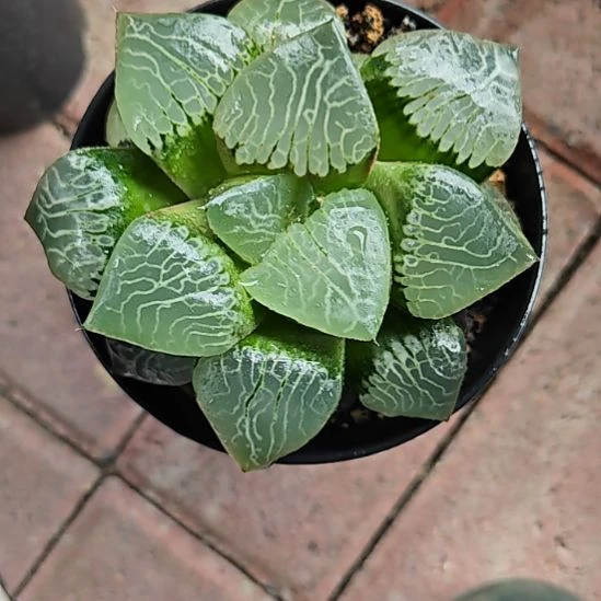 火凤凰一颗多肉植物原盆