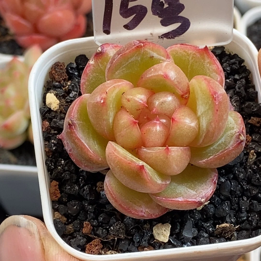 天官赐福百无禁忌