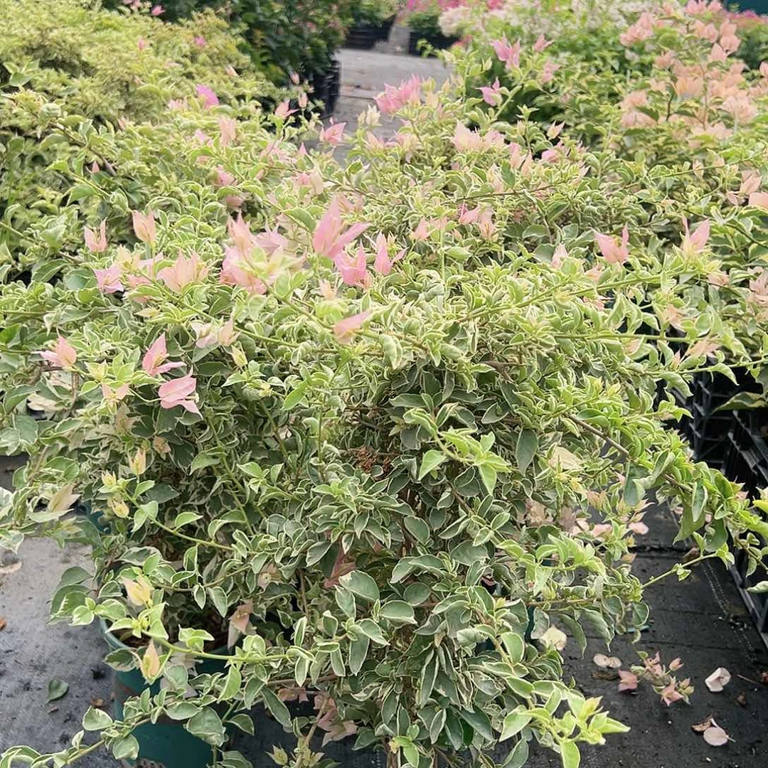 大部分开放少量花苞少女心一颗