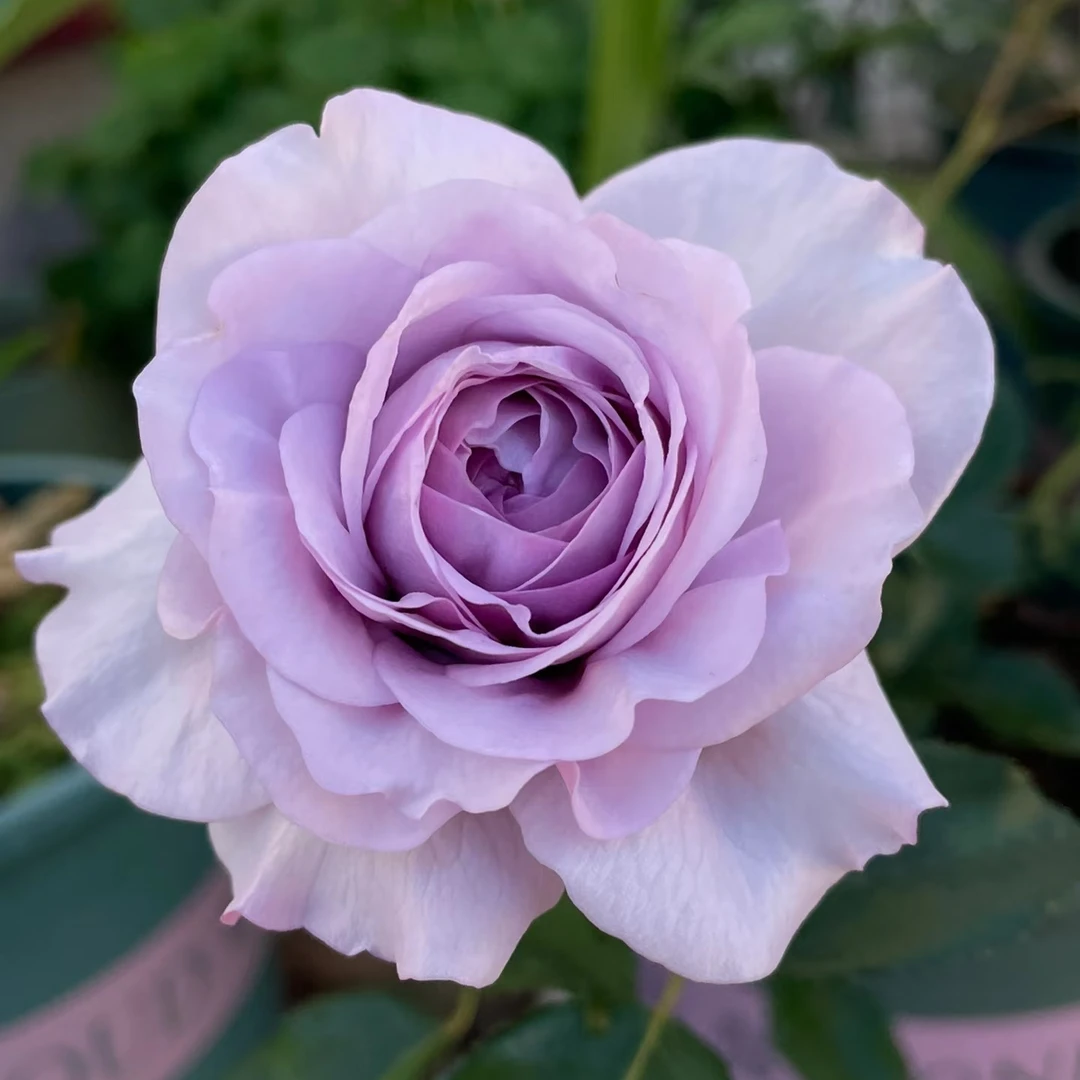 蓝色风暴月季鲜花月季花室内阳台四季盆栽开花大花浓香可种植
